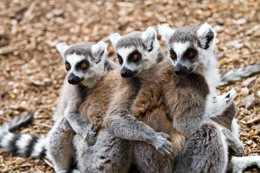 lemurs_three_animals_57924_2560x1700
