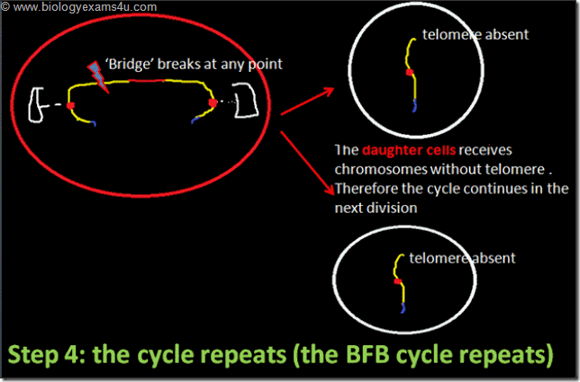 BFB cycle repeats