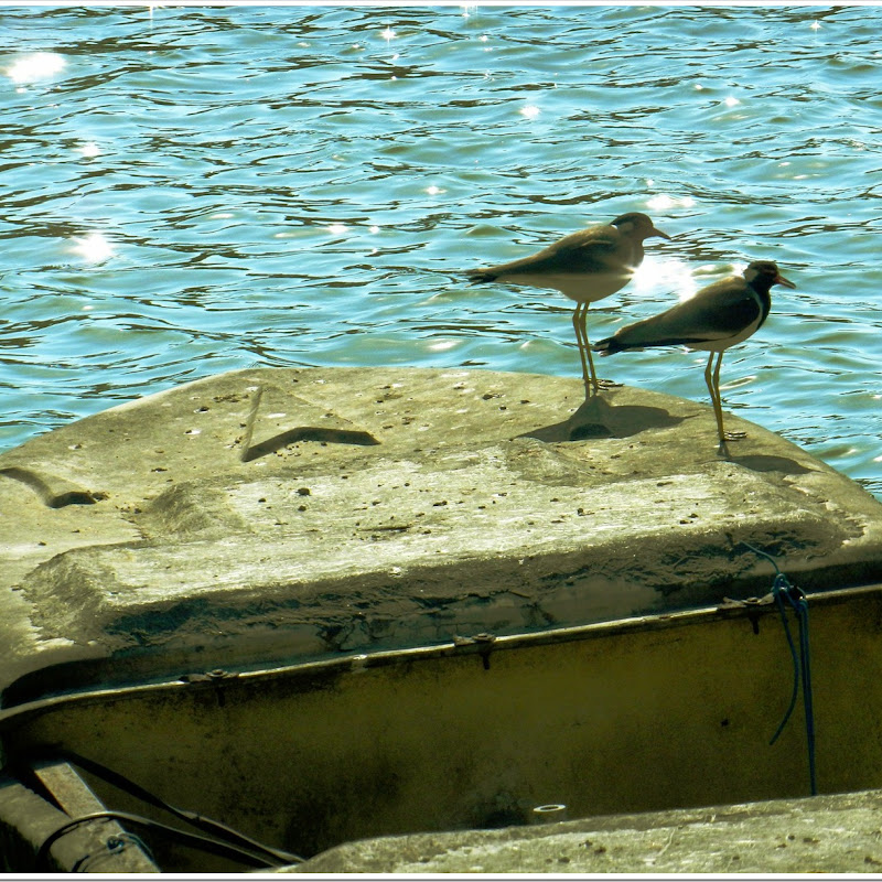 Birds over old Boat