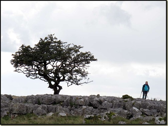 Tree and photographer on Scales Moor