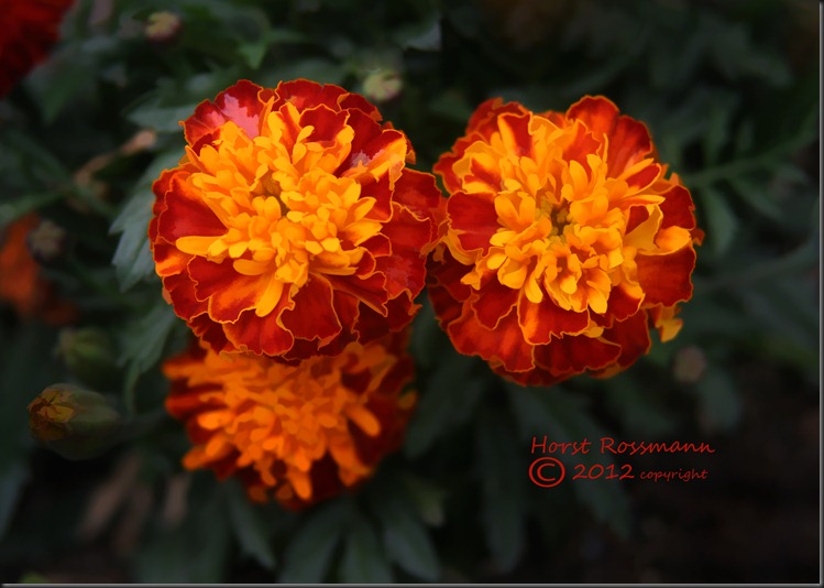 My Marigolds painting copy