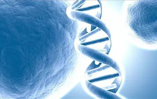 Cấu trúc gene di truyền chính là chìa khóa trường sinh bất tử. Cấu trúc gene di truyền chính là chìa khóa trường sinh bất tử.