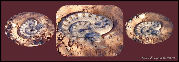 Rattlesnake Rattlesnake