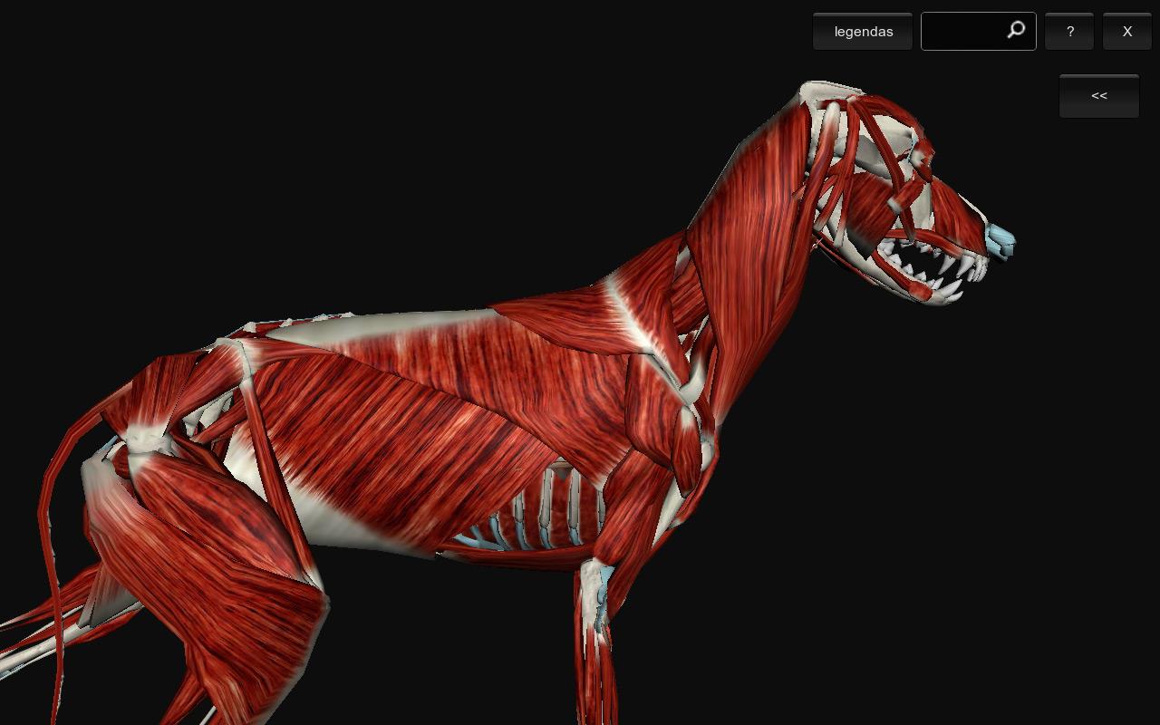 3D Dog Anatomy Android Apps on Google Play