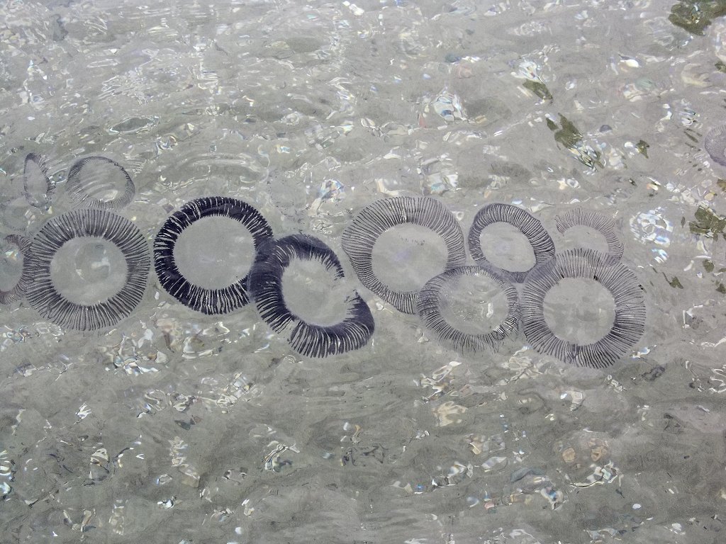Many-ribbed Jellyfish