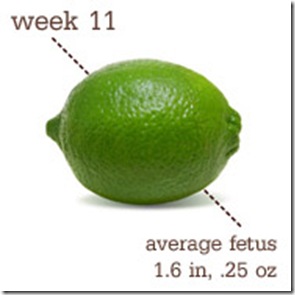 11 weeks lime