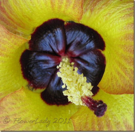 07-13-sea-hibiscus2