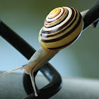 Brown-lipped Snail 