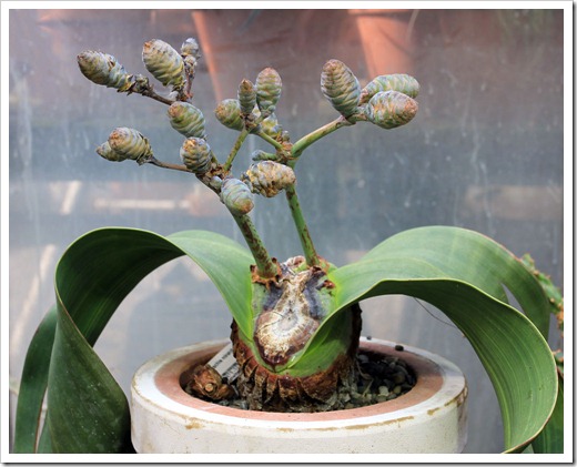 130202_UCDavis_Welwitschia-mirabilis_03