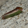 Rosey Leafhopper