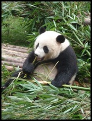 China, Chengdu, Panda, July 2012 (11)