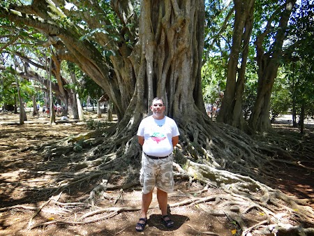 Obiective turistice Mauritius: Banyan tree in gradina botanica