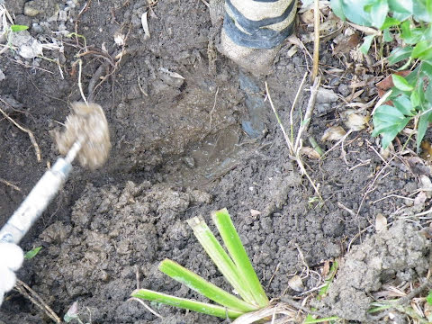 散水栓根元を掘っていくと水分を含む泥がでてきた
