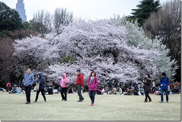 Stemingsbillede fra forår i Tokyo, marts 2013