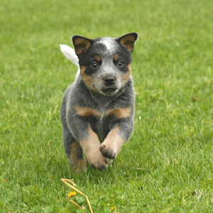 Dog Puzzle:  Cattle Dog.apk 3.0.1.0