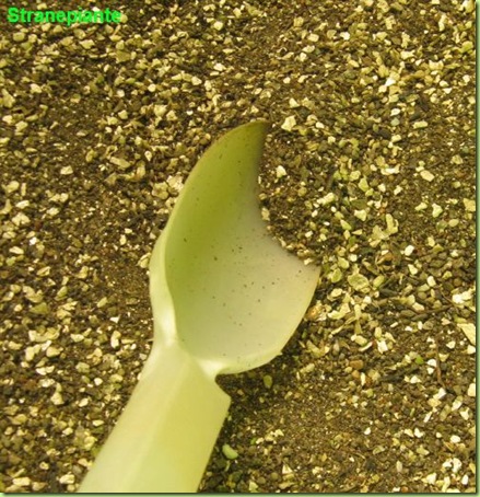 inerti granulometria fine strato superiore semina succulente