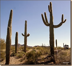 Saguaros are big!