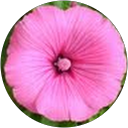 Carin Lagesten profile picture