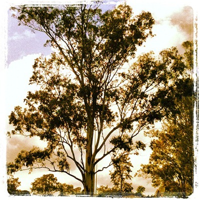 Gum Tree