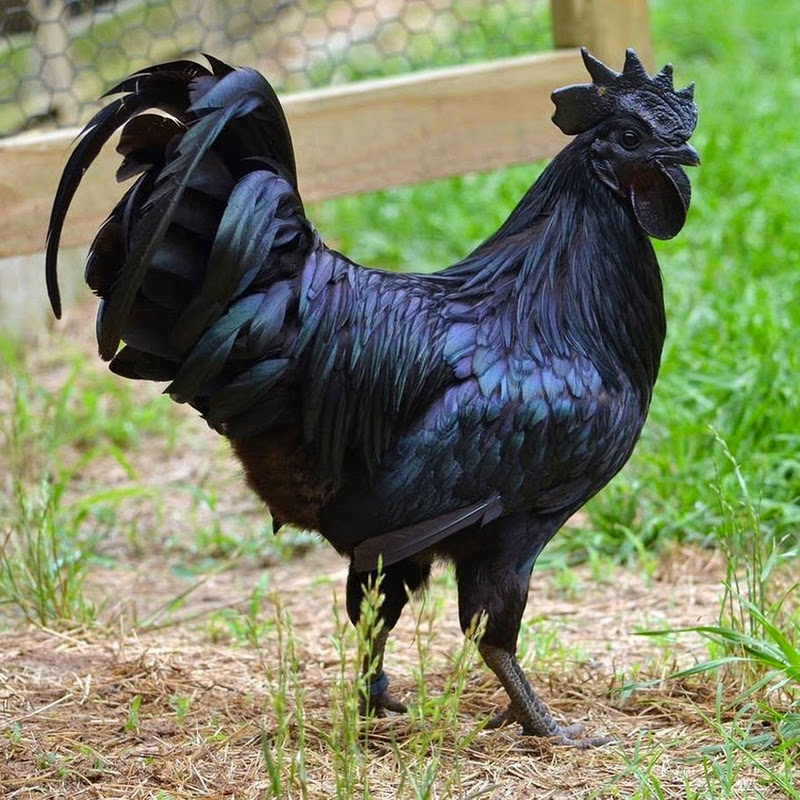 Ayam cemani.