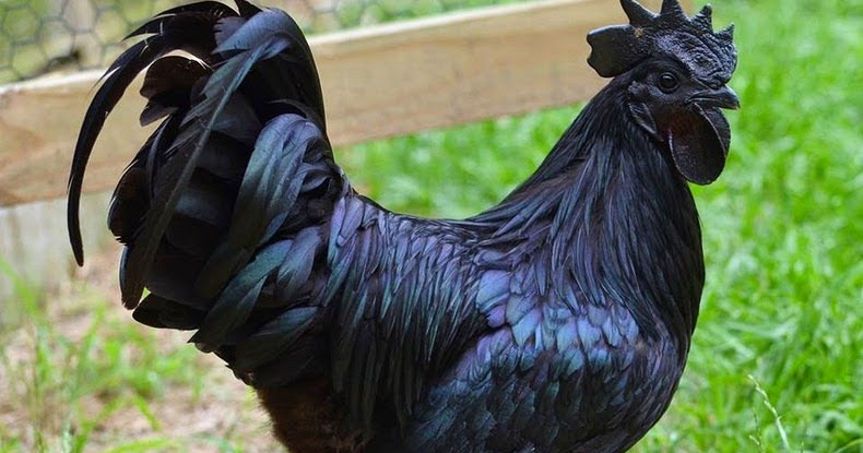 Hidden Unseen: Ayam Cemani - A Chicken Breed That is Black Inside Out