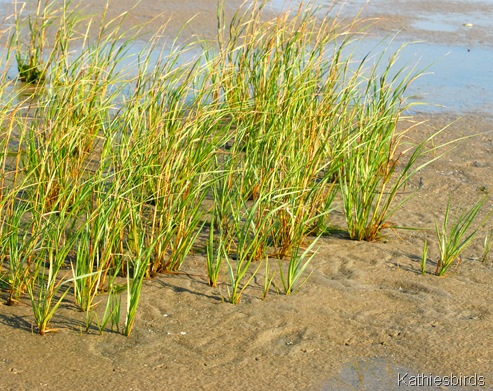 5. beach grass-kab