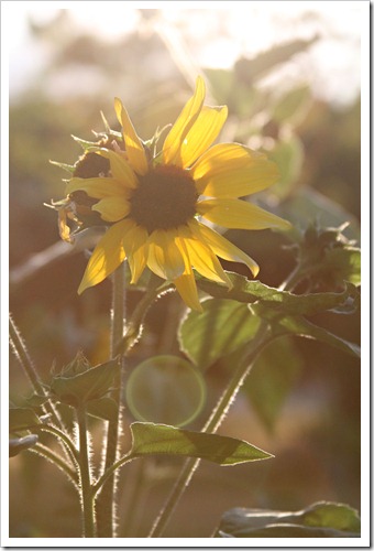 Sundrenched-sunflower