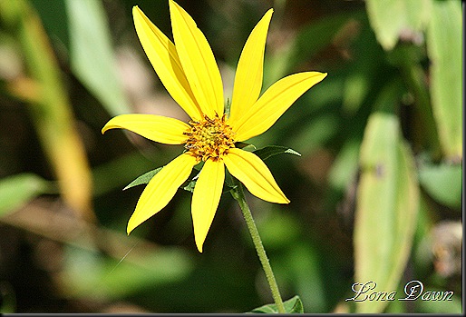 CH_OxEyed_Sunflower