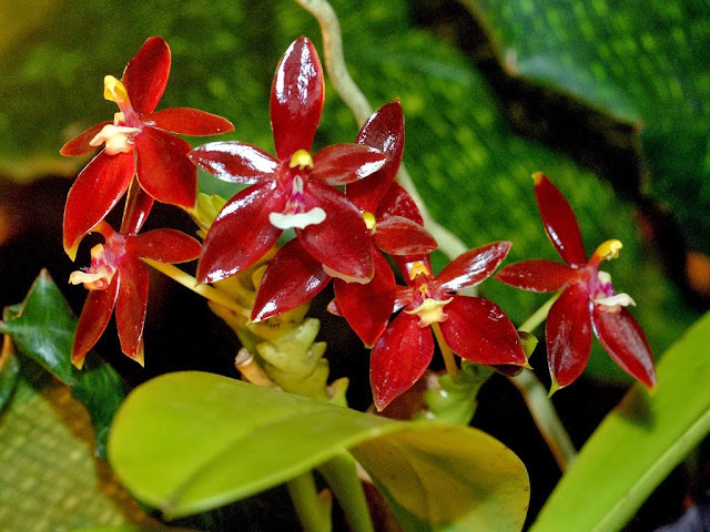 Lan sừng nai thơm lan sung nai thom