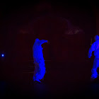 IMG_6707.jpg