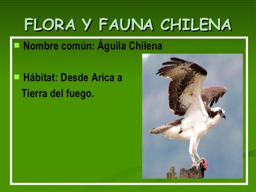 flora y fauna chilena (9)