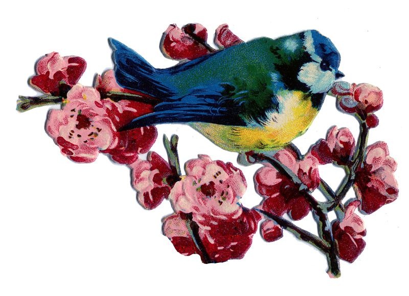 [bluebird-blossoms-Graphics-Fairy%255B5%255D.jpg]