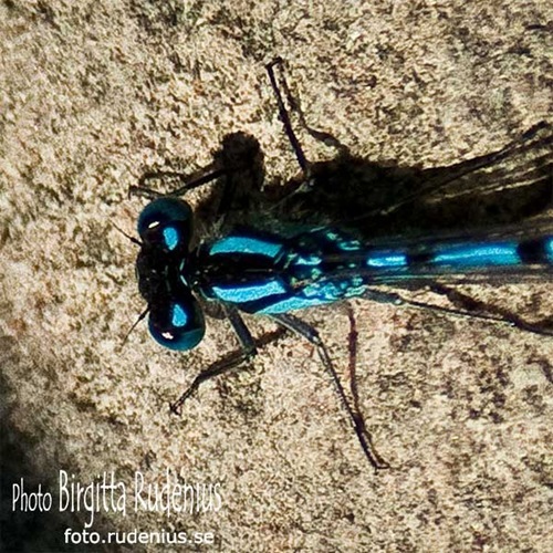 macro_20110611_dragonfly2a