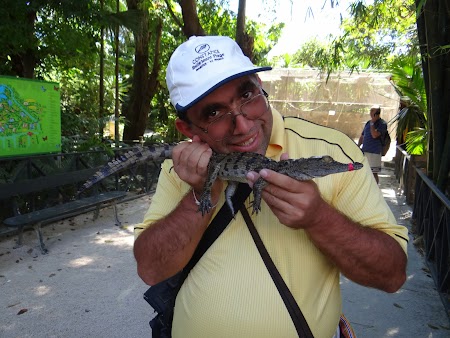 Obiective turistice Mauritius: mangaind un crocodil