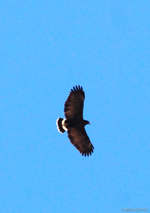 4. common black hawk-kab
