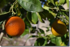 Tangello fruit
