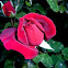 Rosa roja