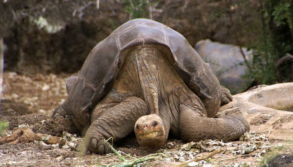 10- Tartaruga-das-galápagos