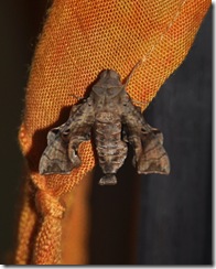 1n crop Moth-Last photo of the year