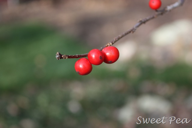 [Winterberry-Holly5.jpg]