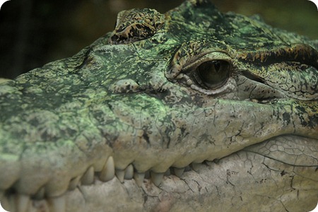 Crocodylus novaeguineae4