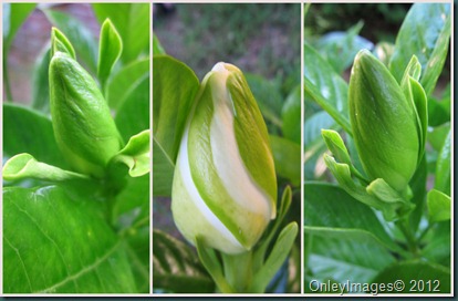 gardenia collage0608