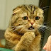 Cute cats feel confused - Funny cat compilation