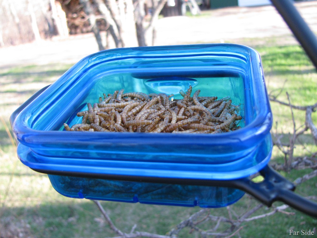 [The-dehydrated-meal-worms9.jpg]