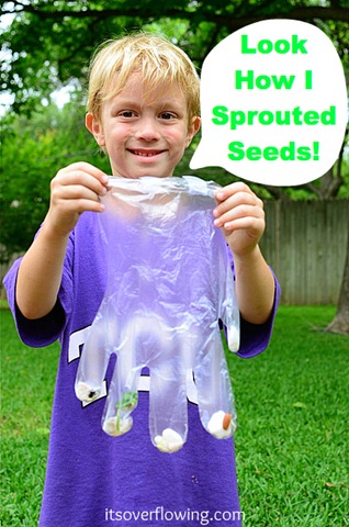 50 how to sprout seeds