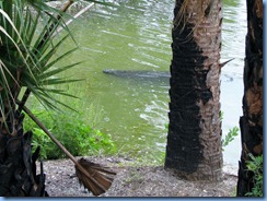 7819 Courtenay Parkway (State Road 3), Merritt Island Wildlife Refuge, Florida - Manatee Observation Deck - Manatee