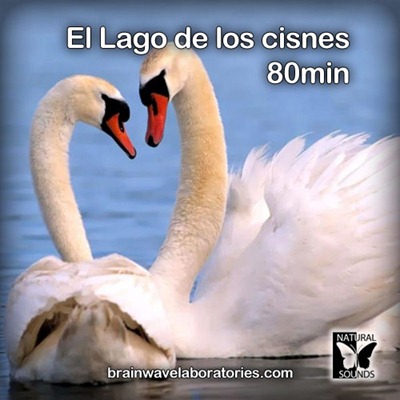 El Lago de los cisnes - 80min