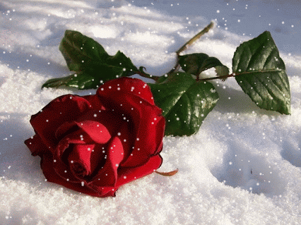 rosa%2520red%2520nevando.gif