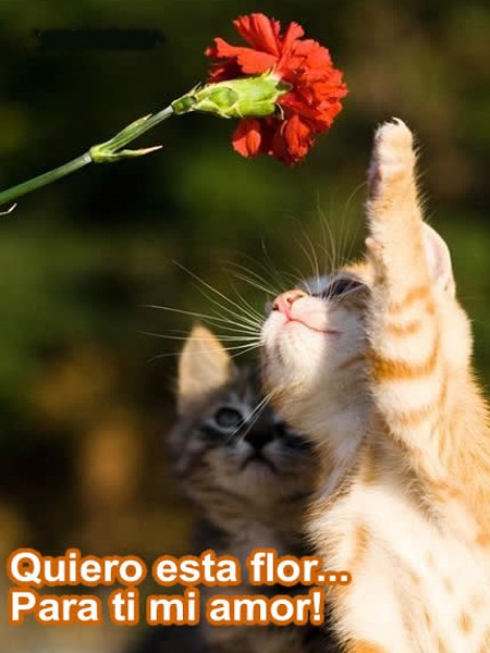 [Gato-enamorado%255B3%255D.jpg]