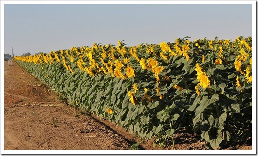 110707_sunflowers_davis_15